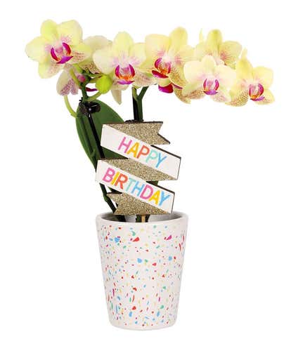 Yellow Birthday Confetti Orchid