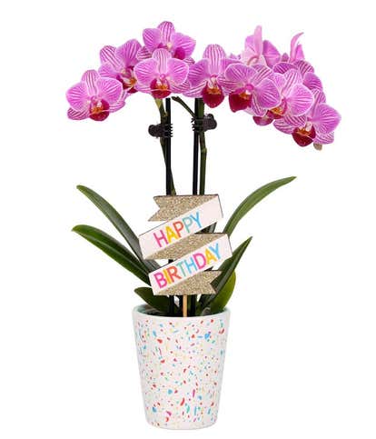 Purple Confetti Birthday Orchid