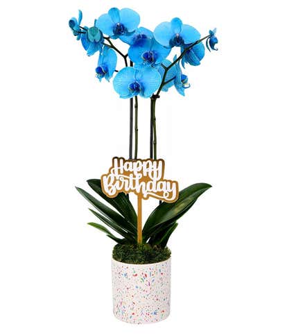 Blue Happy Birthday Confetti Orchid