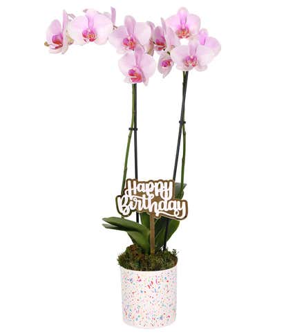 Pink Confetti Birthday Orchid