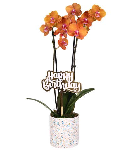 Peach Confetti Birthday Orchid