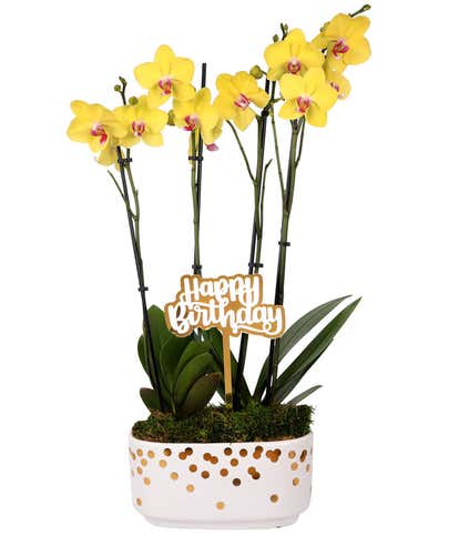 Cheerful Yellow Birthday Orchid