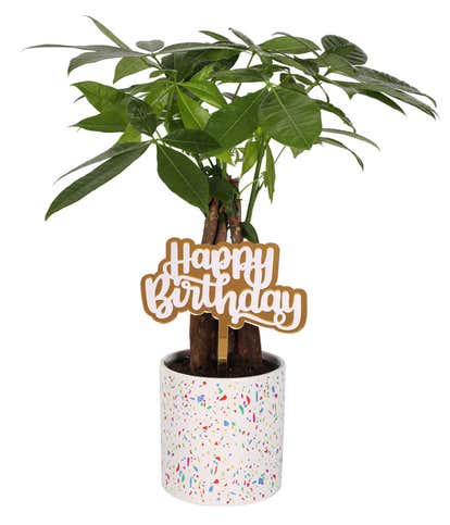 Birthday Wishes Money Tree