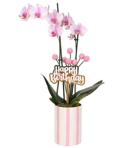 Whimsical Pink Birthday Orchid