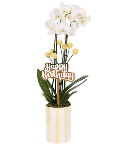 Whimsical Yellow Birthday Orchid
