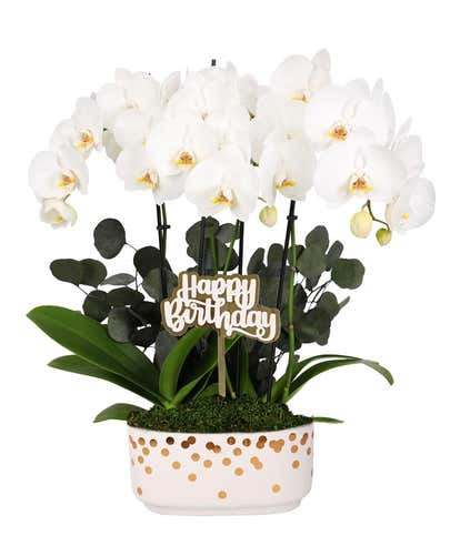 Gold & White Birthday Orchid Duo