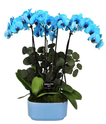 Blue Thinking of You Orchid Duo