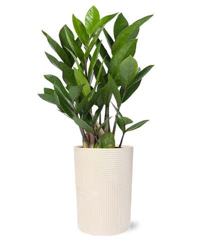 ZZ Plant in Calming Beige