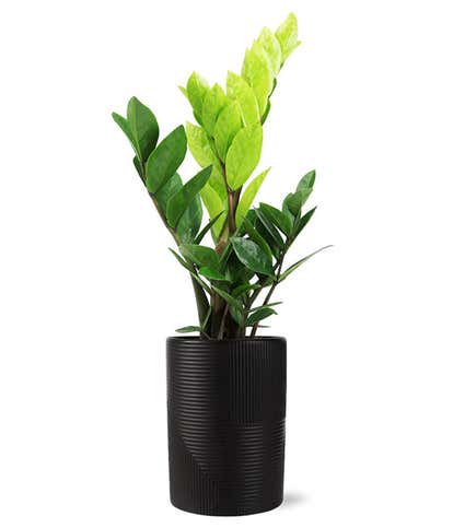 ZZ Plant in Striking Black
