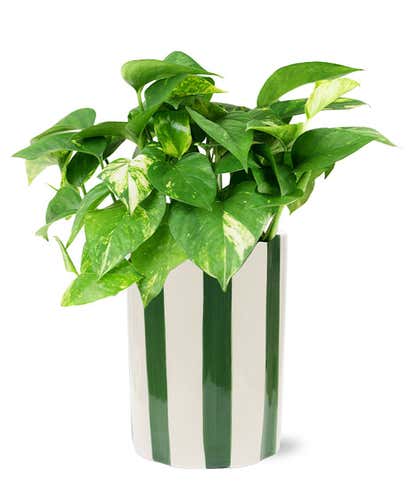 N'Joy Pothos Plant
