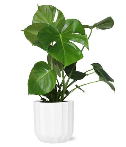 Lush Monstera Plant