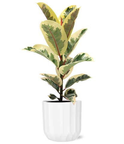 Ficus Tineke Plant