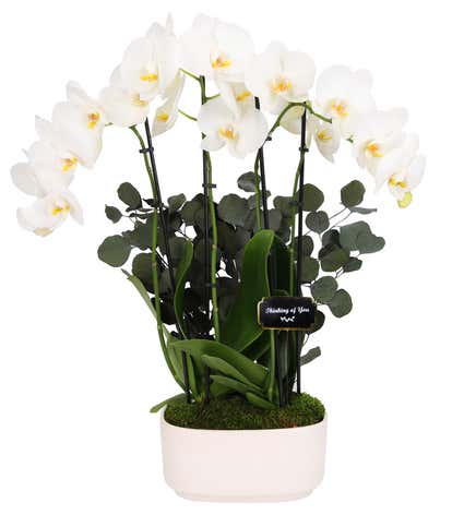 Thinking of You White Orchid Duo