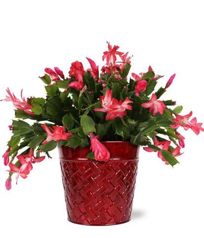 Yuletide Bloom Christmas Cactus