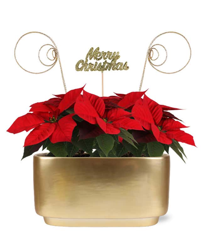 Red poinsettia plant with lush green leaves, arranged in a glossy gold container. Decorative gold swirls extend from the back, framing a glittery Merry Christmas sign above the plant.