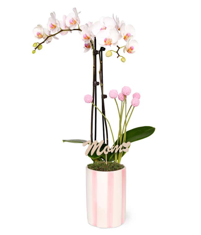 An orchid arrangement with multiple cream and purple blossoms and lush green leaves in a white textured ceramic pot, paired with a cherry blossom-scented glass jar candle.