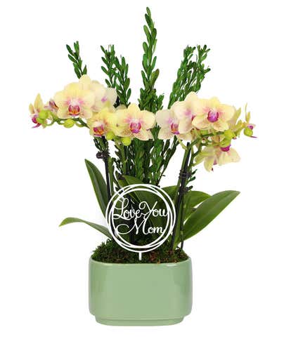Sweet Spring Orchid