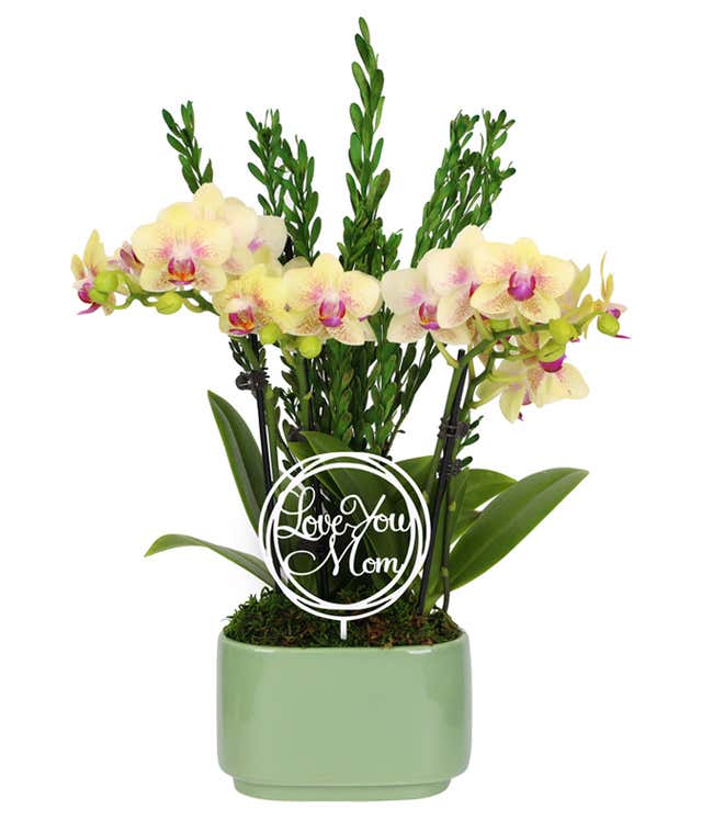 Orchid arrangement with pale yellow and pink blooms and lush greenery in a light green ceramic container, featuring a decorative 