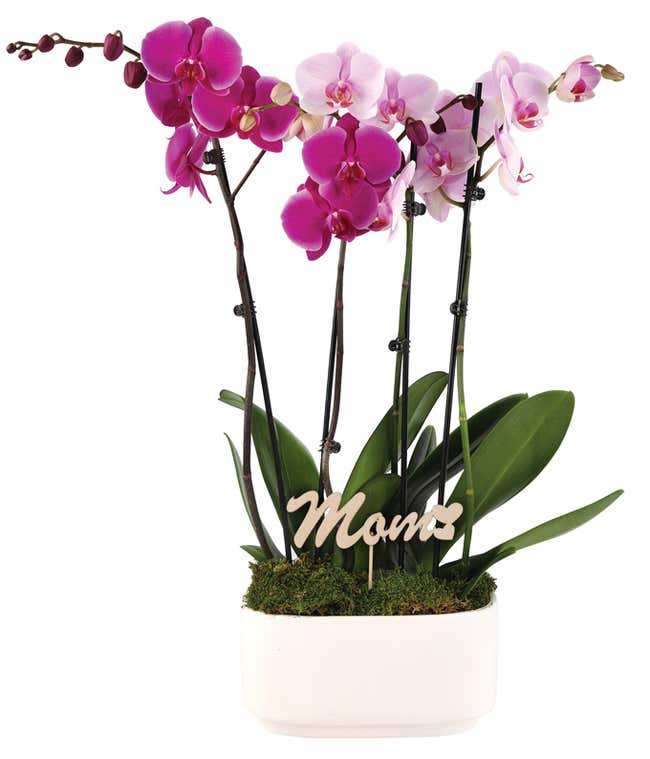 Orchid arrangement with purple and light pink blooms in a white ceramic container, accented with a wooden 