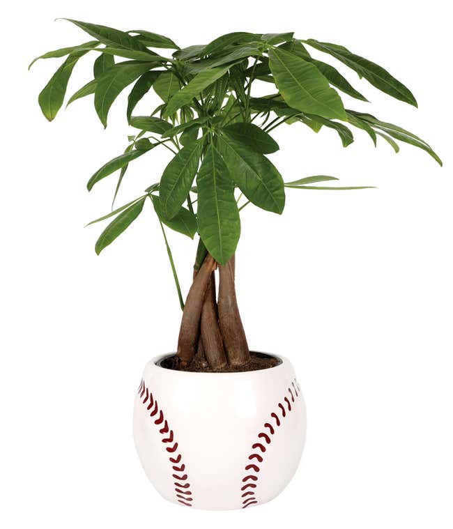 Money tree plant with braided trunk in a white ceramic pot designed to look like a baseball, featuring red stitching details.