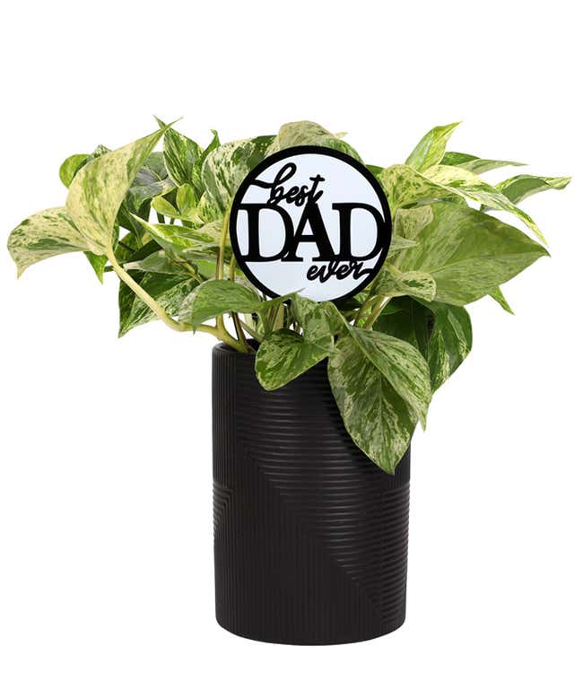 Pothos plant with variegated green and cream leaves in a textured black pot, featuring a round sign that reads Best Dad Ever.