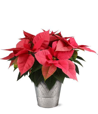Shimmering Poinsettia