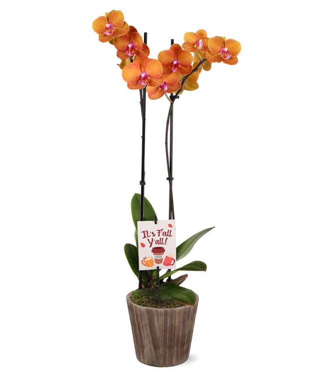 Orange orchid plant with vibrant blooms in a rustic brown container, accented with an &ldquo;It&rsquo;s Fall Y&rsquo;all&rdquo; pick featuring autumn-themed illustrations.