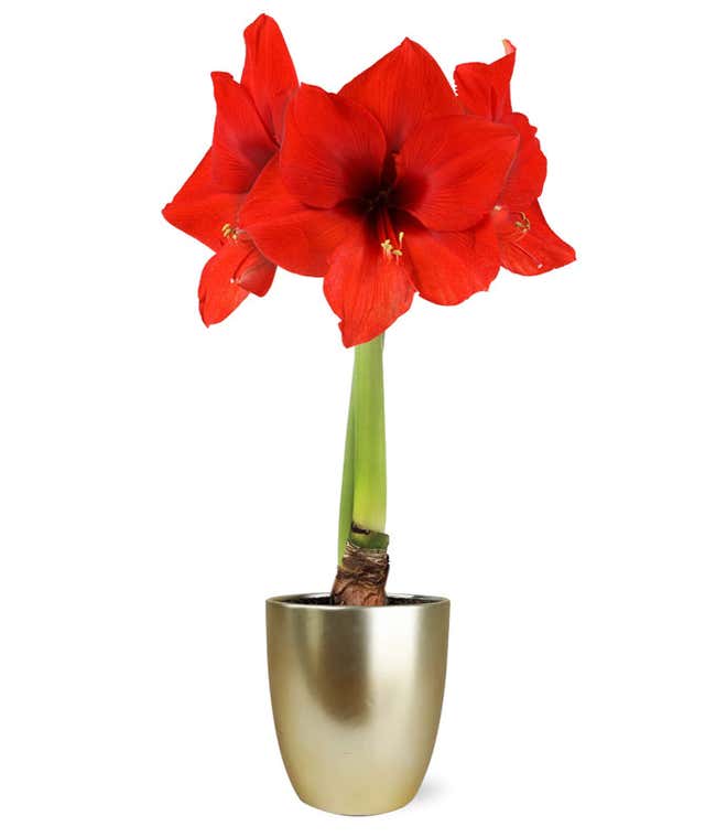 Red Amaryllis in a golden plant container