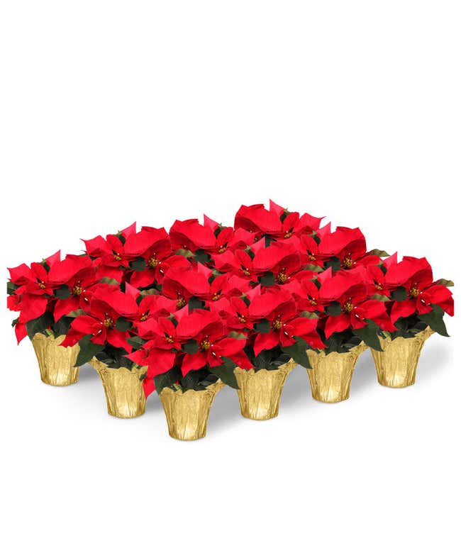 Twelve Red Poinsettia Plants with Gold Foil Wrap