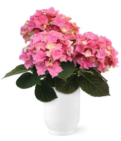 Blushing Pink Hydrangea