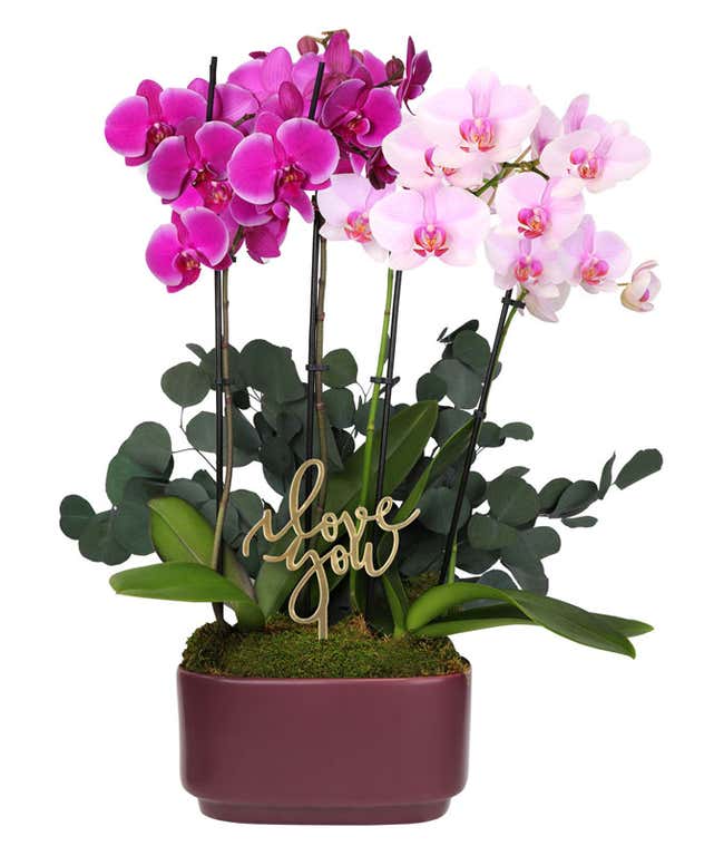 Orchid plant arrangement featuring pink and magenta orchids with lush green foliage, accented by a gold I love you pick in a burgundy ceramic planter.