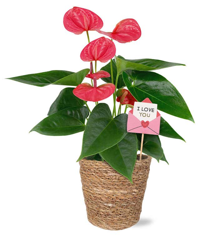 Pink anthurium plant with glossy heart-shaped blooms and lush green leaves in a woven basket planter, accented with an I love you envelope decorative pick.