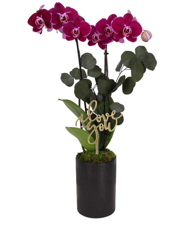 Dark purple orchid plant with cascading blooms and lush green foliage in a black ceramic planter, accented with a gold I love you decorative pick.