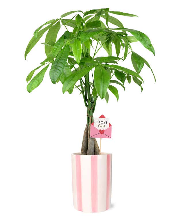 Money tree plant with braided trunk and lush green leaves in a pink and white striped ceramic planter, accented with an I love you envelope decorative pick.