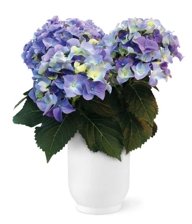 Blue Hydrangea Plant in a White cylinder ceramic container