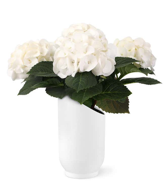 White Hydrangea in a white ceramic cylinder container