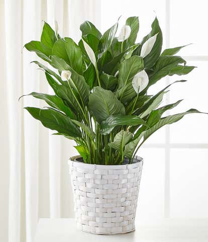 A New Leaf Peace Lily