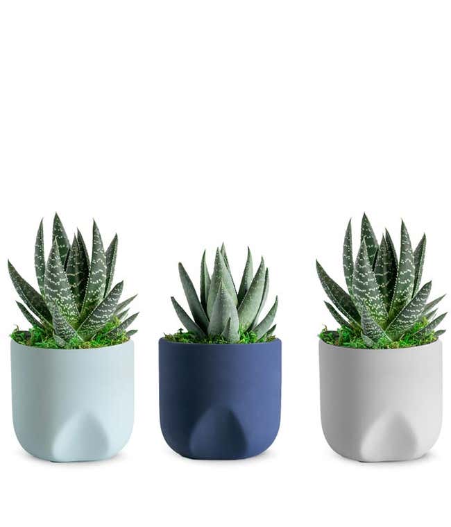 Thrice as Nice Succulent Plant Trio