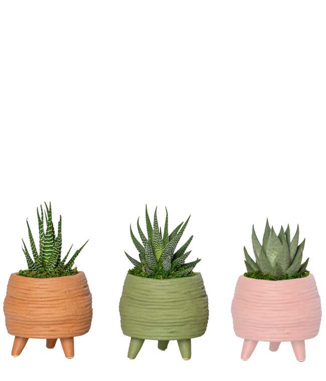 Retro Mini Succulent Plant Set