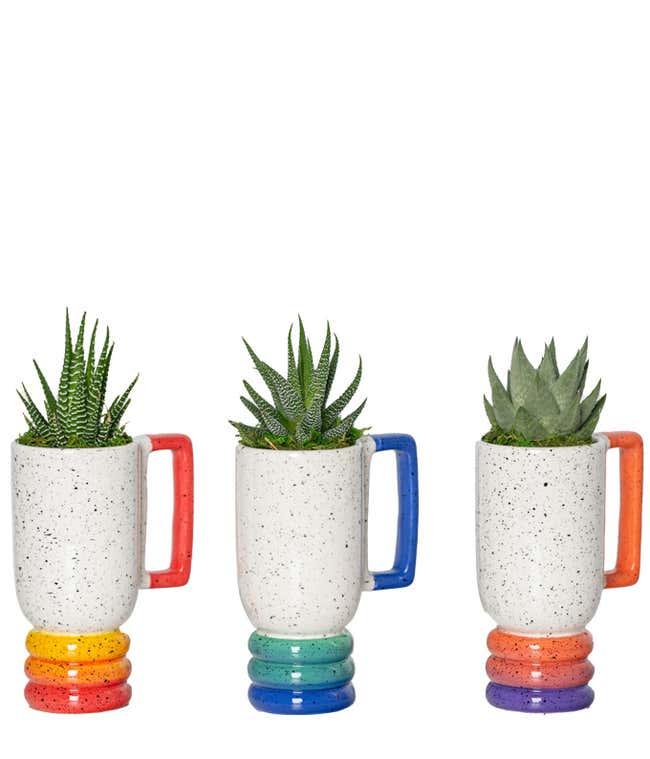 Cup of Sunshine Succulent Plant Set