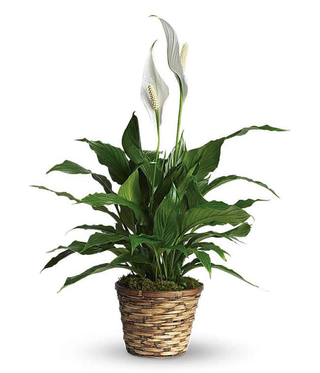 Peace Lily in Natural Basket: Serene indoor plant with lush foliage and white blooms.