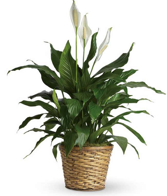 Peace Lily in Natural Basket: Serene indoor plant with lush foliage and white blooms.