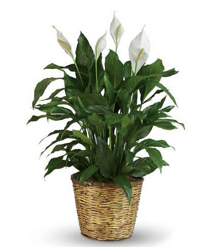 Simply Elegant Spathiphyllum - Large
