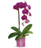 Purple Orchid Plant