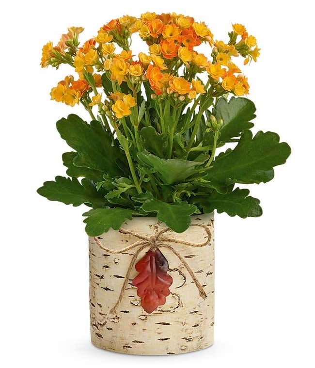 Thanksgiving Flowers FromYouFlowers