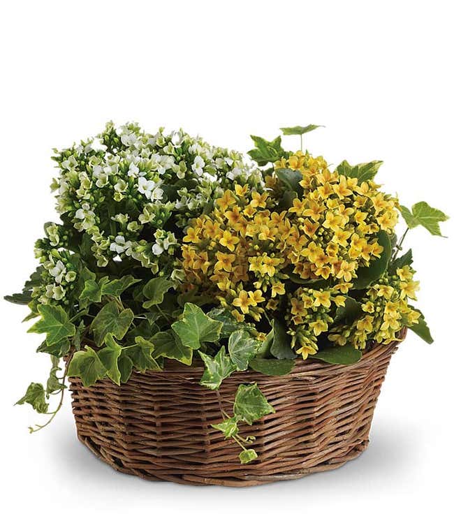Yellow Kalanchoe plant in basket 