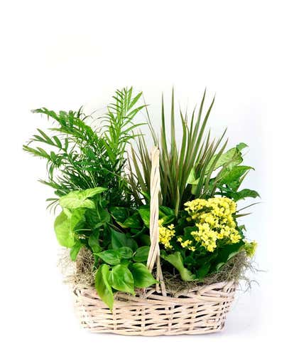 Zen Oasis Dish Garden
