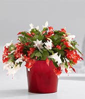 Christmas Flowers | FromYouFlowers