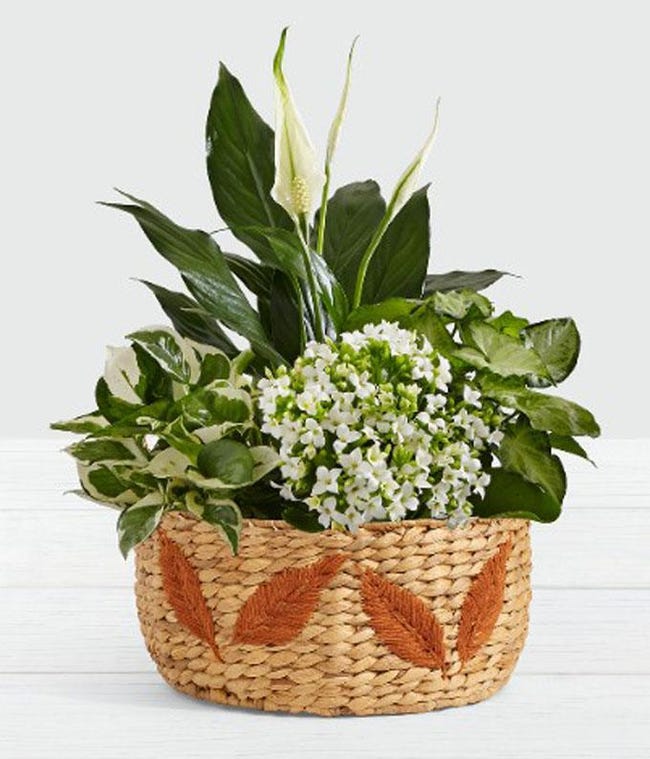 Funeral Plant Sympathy Plants 2