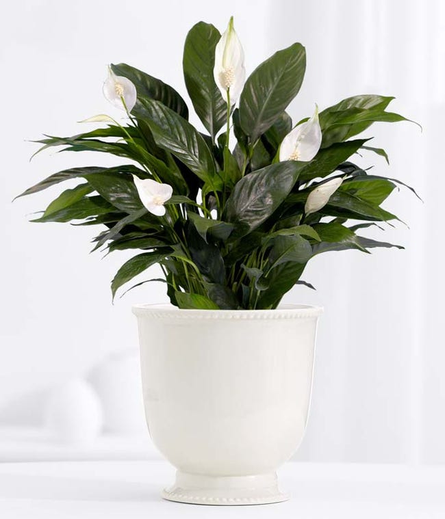 Mother's Day Plants Plants for Mother's Day